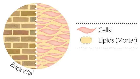 maklon kosmetik diagram struktur skin barrier
